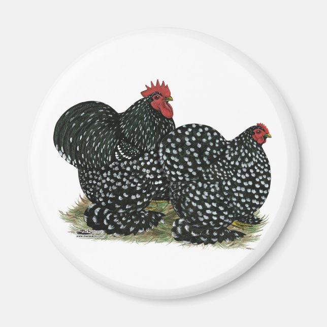 Cochin Mottled Chickens Magnet (Front)