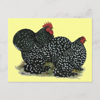 Cochin Mottled Chickens Postcard