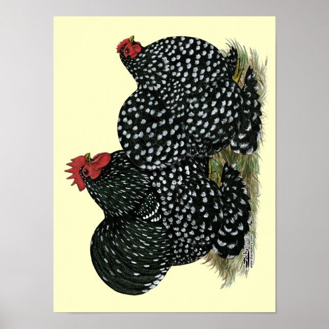 Cochin Mottled Chickens Poster (Front)