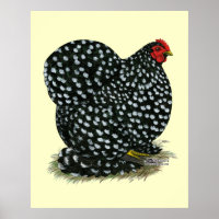 Cochin Mottled Hen