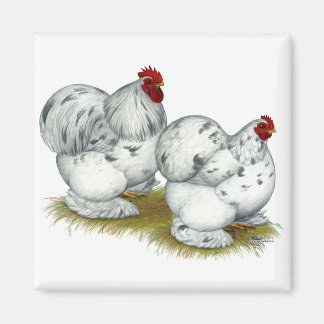 Cochin:  Splash Bantams Magnet