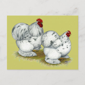 Cochin: Splash Bantams Postcard
