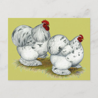 Cochin: Splash Bantams Postcard