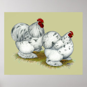 Cochin:  Splash Bantams Poster