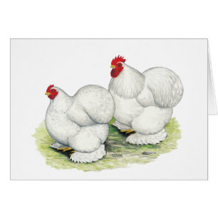 Cochin: White Bantams