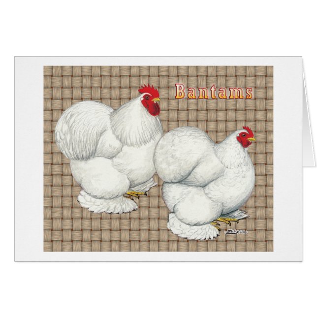 Cochin:  White Bantams (Front Horizontal)