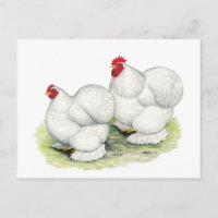 Cochin:  White Bantams