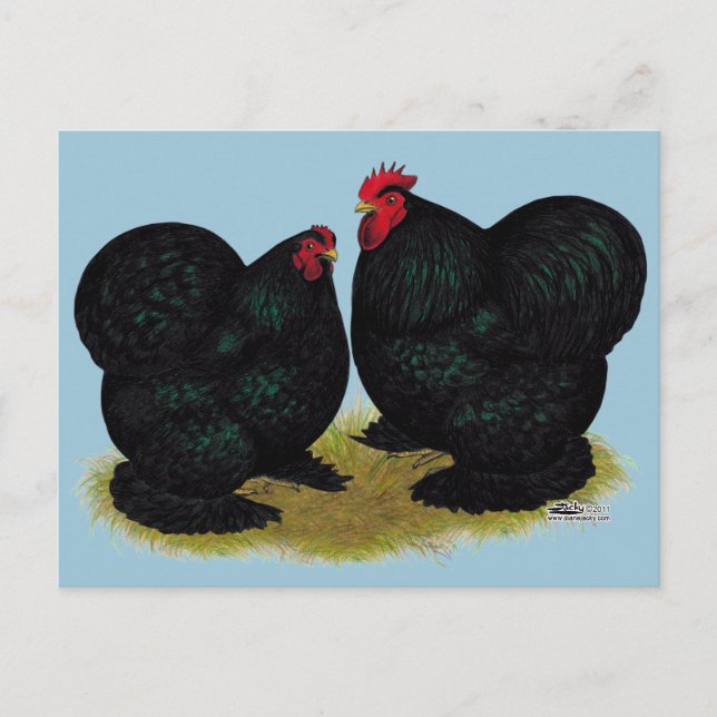 Cochins Black Bantam Pair Postcard (Front)
