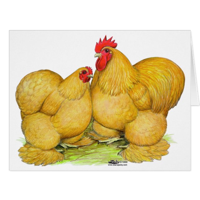 Cochins Buff Pair (Front Horizontal)
