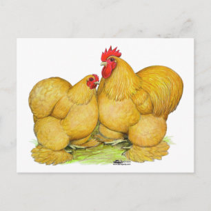 Cochins Buff Pair Postcard