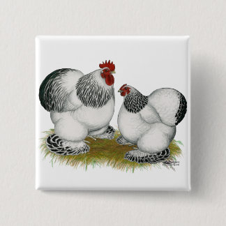 Cochins: Columbian Bantams 15 Cm Square Badge