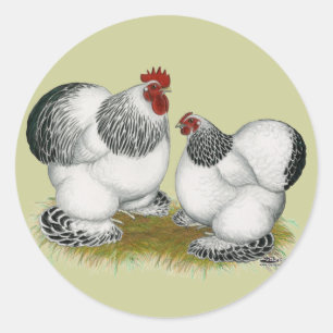 Cochins:  Columbian Bantams Classic Round Sticker