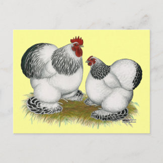 Cochins: Columbian Bantams Postcard