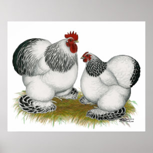 Cochins:  Columbian Bantams Poster