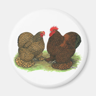 Cochins:  Golden-laced Magnet