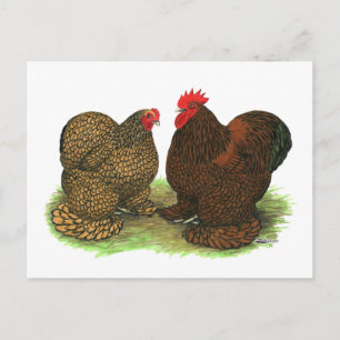 Cochins: Golden-laced Postcard