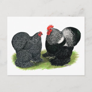 Cochins: Silver-penciled Postcard
