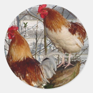 Cock-a-doodle-do Classic Round Sticker