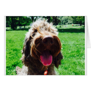 Cockapoo