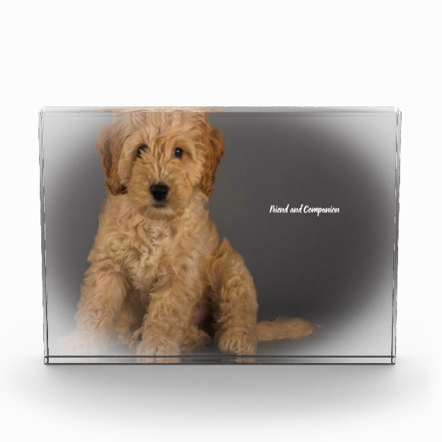 Cockapoo Dog. Photo Block (Front)