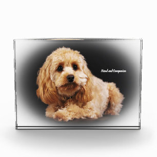 Cockapoo Dog. Photo Block