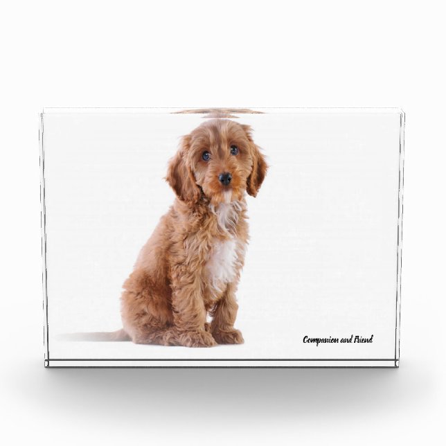Cockapoo Dog. Photo Block (Front)