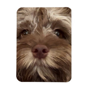 "COCKAPOO" MAGNET