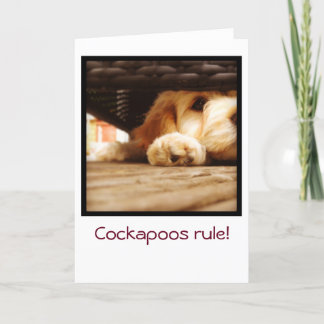 Cockapoos rule greetings card