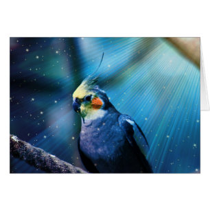 Cockatiel