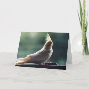 "Cockatiel" Bird Photography Greeting Card
