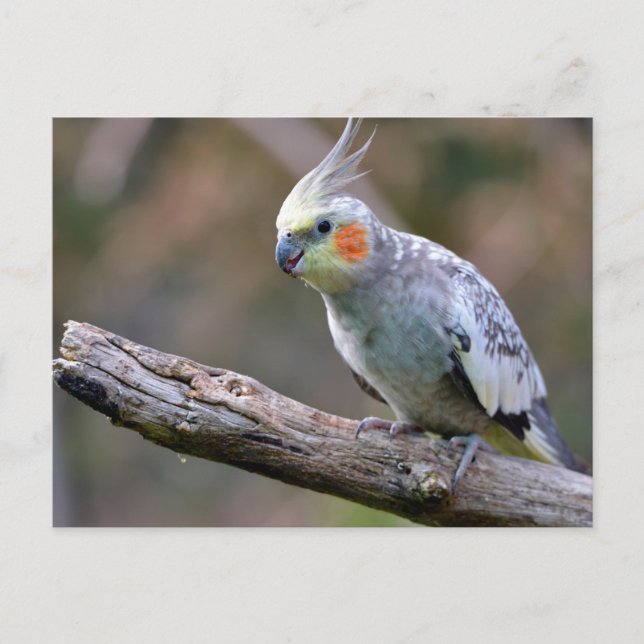 Cockatiel budgerigar perched on branch postcard (Front)