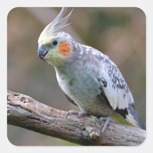 Cockatiel budgerigar perched on branch postcard square sticker (Front)