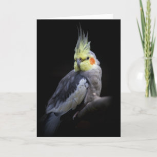 cockatiel card