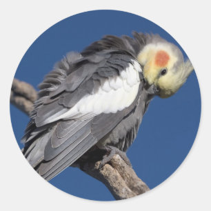 Cockatiel Classic Round Sticker
