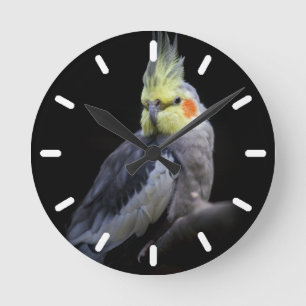 Cockatiel Clock 2