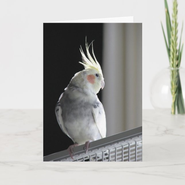 Cockatiel Greeting Card (Front)