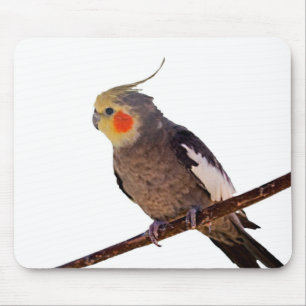 Cockatiel Grey and Yellow Pet Bird Photograph Mouse Pad