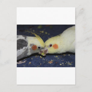 Cockatiel Love Postcard