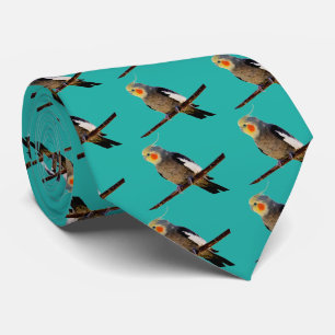 Cockatiel, Nymficus hcus Tie