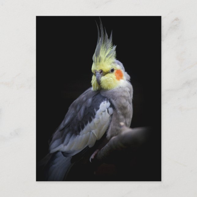 Cockatiel Postcard (Front)