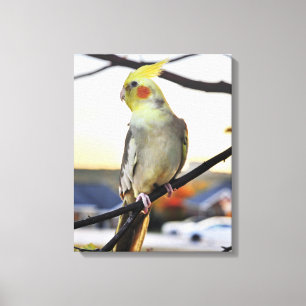 Cockatiel Profile Photograph Canvas Print