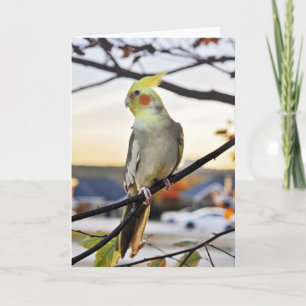 Cockatiel Profile Photograph Card