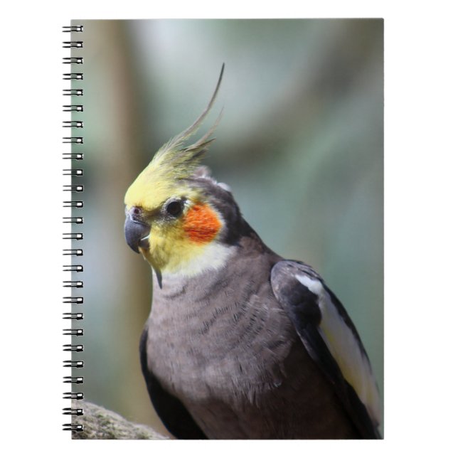 Cockatiel Spiral Notebook (Front)