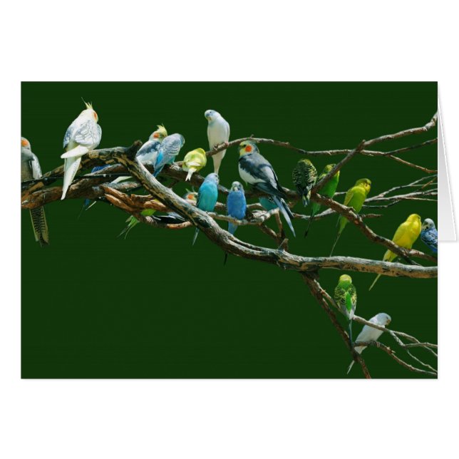 Cockatiels N Parakeets (Front Horizontal)