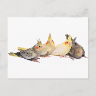 Cockatiels Postcard