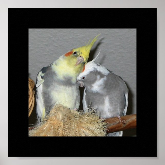 Cockatiels Poster (Front)