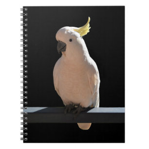 Cockatoo at Sundial Apartments Spiral Notebook
