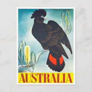 Cockatoo Australia vintage travel Postcard