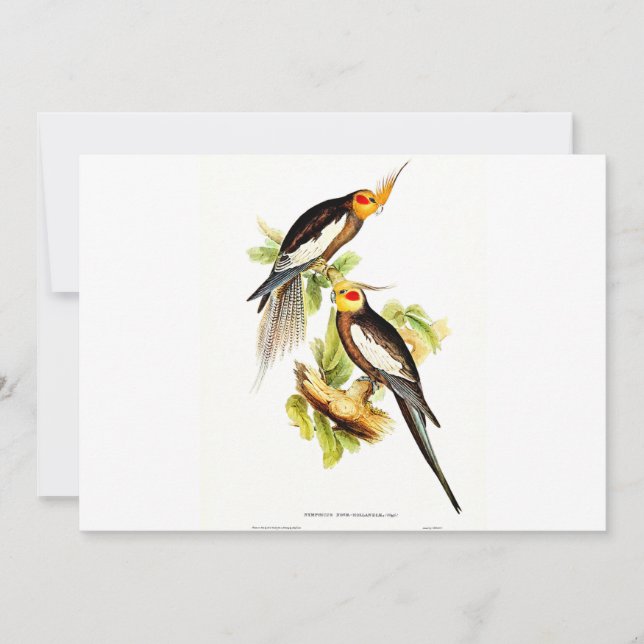 Cockatoo Parakeet  Holiday Card (Front)