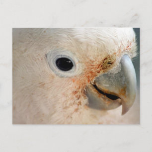 Cockatoo Postcard